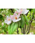 Айва яблоковидная Елена цветение